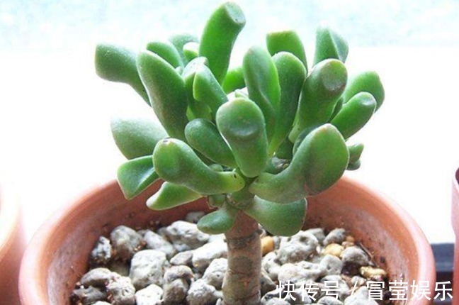 叶花月|多肉筒叶花月如何养教你3个妙招,叶片翠绿光泽,越长越旺!