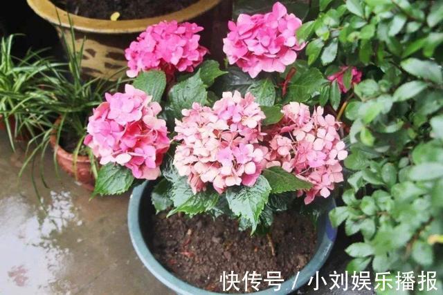 入秋扦插“6种花”，7天就生大白根，告别“黑腐烂”呼呼窜大个