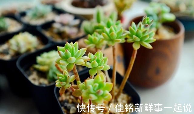 立秋以后,多肉恢复露养别性急!白露才是最佳时机!