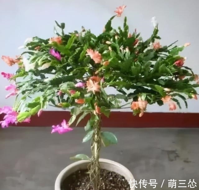 如果你是新手养蟹爪兰,尽量不要一棵嫁接多色,因为很难一起开花