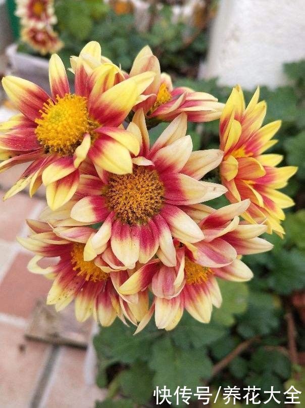 冬季封闭阳台如何养花?两大类植物,养花攻略全在这