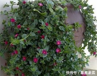 发酵|养花就用这三种神仙水,比花肥好用100倍,养啥都能爆满盆