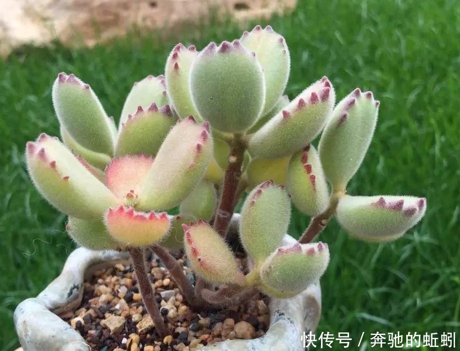 快递|裸根多肉“快递”回家后,上盆、缓苗,每一步都得万分小心