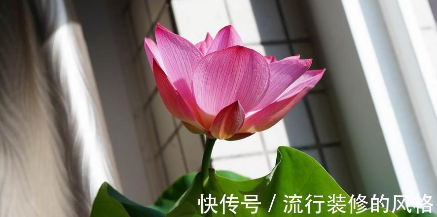 花友们|空间小养荷花就选“初玖”，花型、株型均美，省地方又好打理