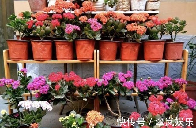 植株|给绿萝、长寿花浇水,多做“1件事”,植株1个月旺盛,容易爆盆!