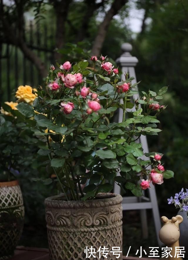  月季花|手把手教你月季花后促笋的方法