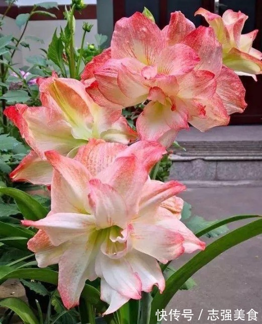 一个种球种土里,1个月就开花,花朵30公分大,美到没朋友!