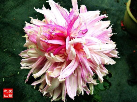 喜欢菊花，不如养盆“菊中珍品”，鲜艳夺目，多彩多姿