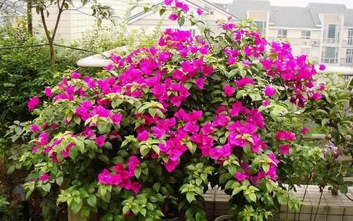 它们是“耐旱花”，盆栽1、2个月浇水1次，轻松花开满树