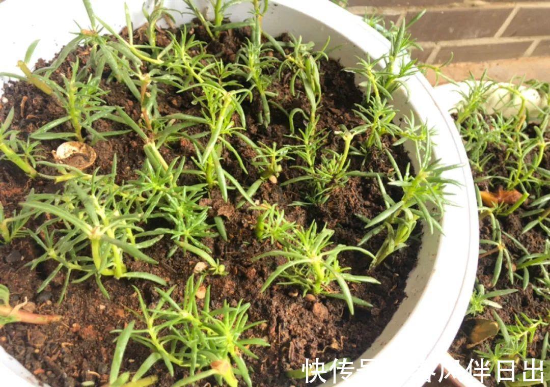 施肥|8种花赶紧剃头,剃得越狠,开花越多