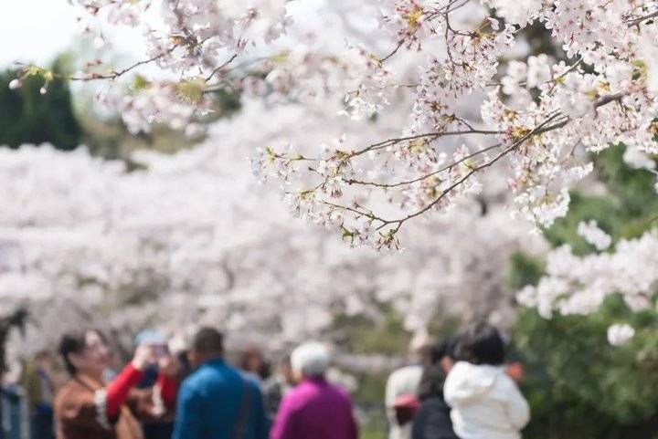 妈妈|探春｜花都开了，陪妈妈出去走走吧