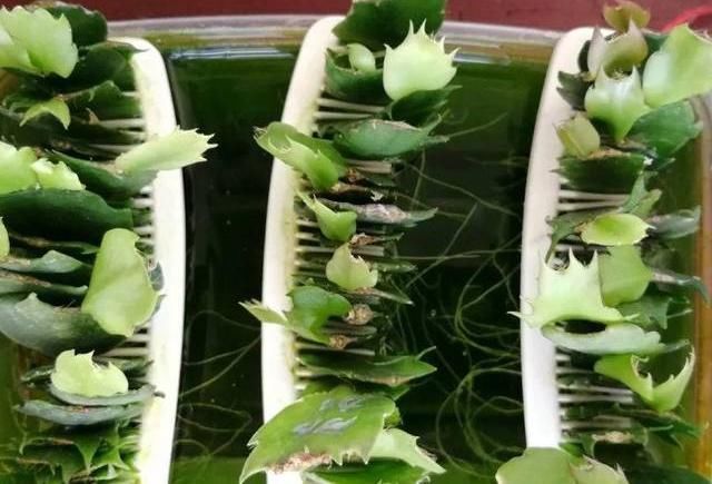 栽种|扦插蟹爪兰，巧用“小妙招”，夹在梳子缝里，呼呼长出毛细根