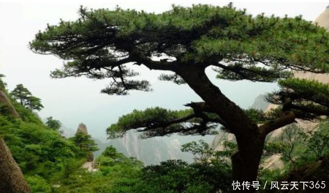 尼采|叔本华对任何人都不能过于仁慈