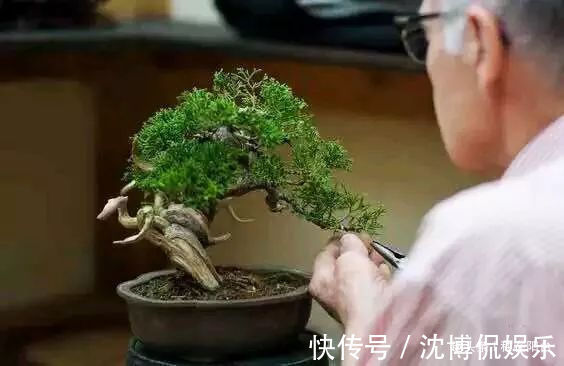 台友们|老实交代,你们觉得盆景制作步骤太难记吧那就念这十字箴言咯!