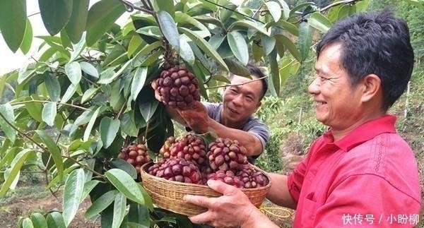  水果|此水果我国独有，被誉为“天下第一奇果”，一斤50元，很少人吃过