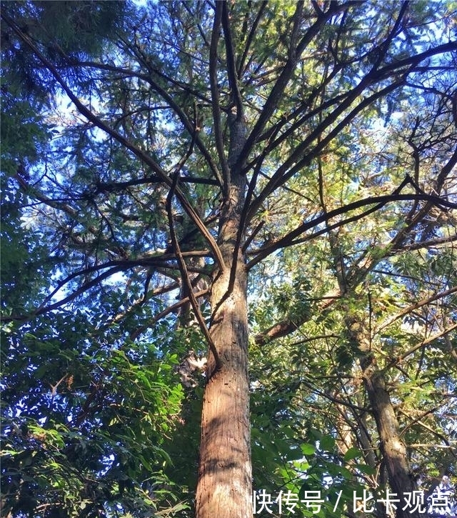 植物|天目山大树王国，全球仅存的五棵天目铁木都在这里