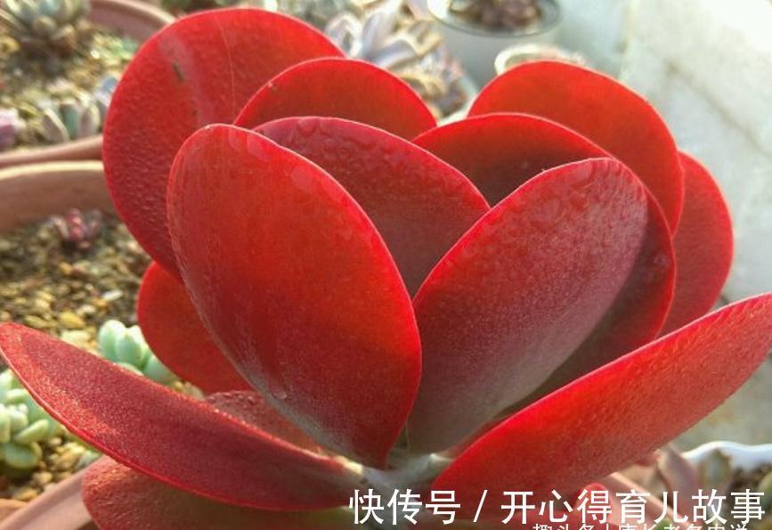 据说今年冬天很冷,大家的多肉准备好越冬了吗?未雨绸缪才安全哦