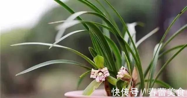 家人|最适合家人养的四种花，健康长寿又养心！