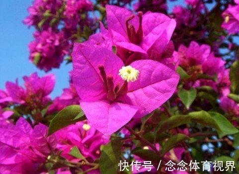 家养此款花卉,开花勤爱爆盆,花量大不操心,很受爱花人士的喜爱