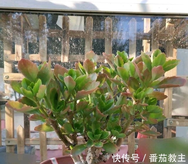 谁说老桩长寿开花少,看看花友家的巨无霸,三年长成半米花树