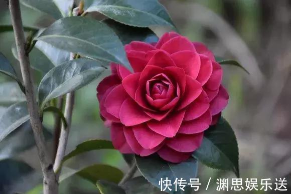 茶花蟹爪兰,喝点酒,喂点糟,晕晕乎乎就疯长,花开满枝头!