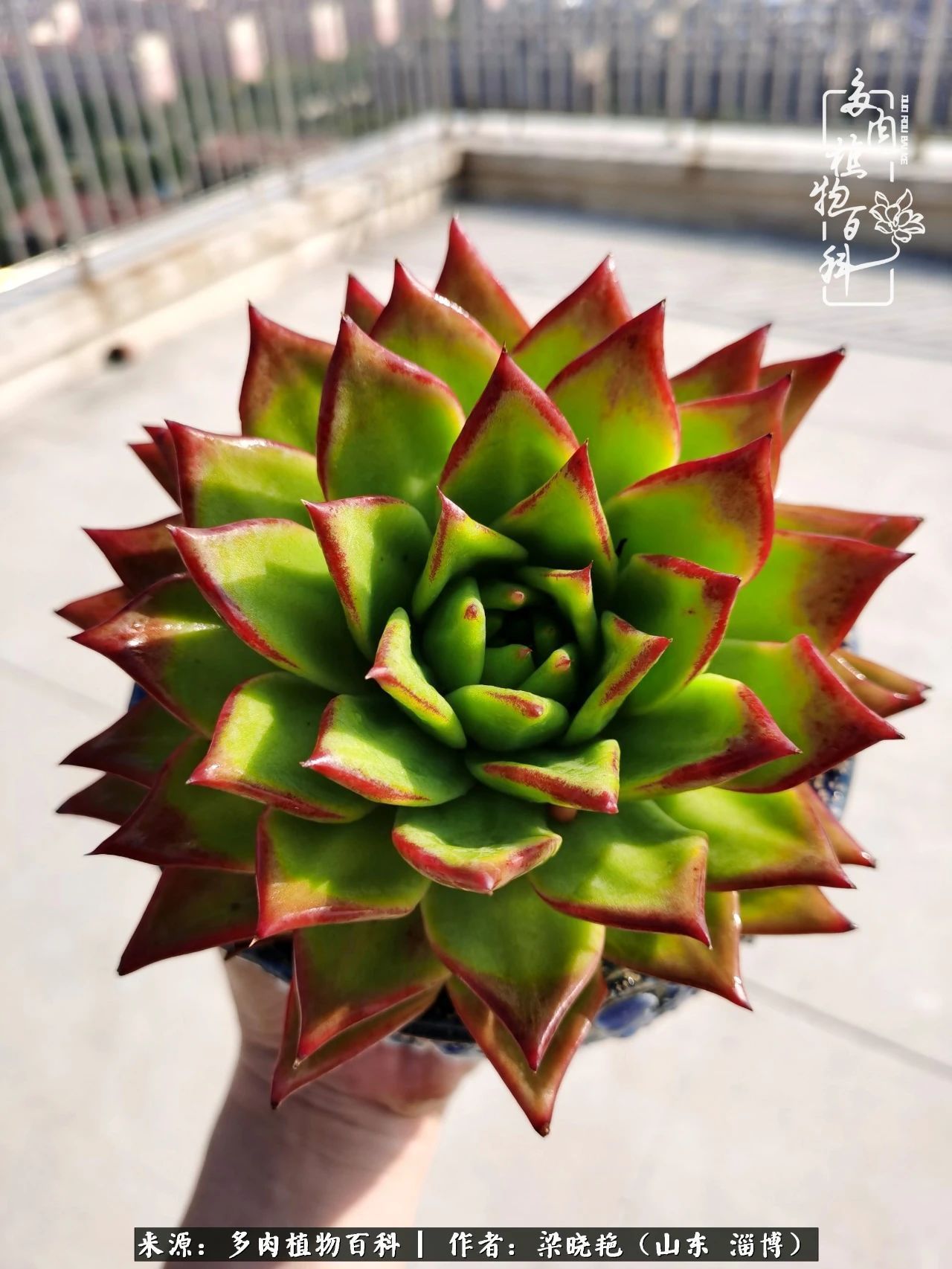 多肉植物|暑往秋来,夏天成了故事,迎来多肉最美的季节!