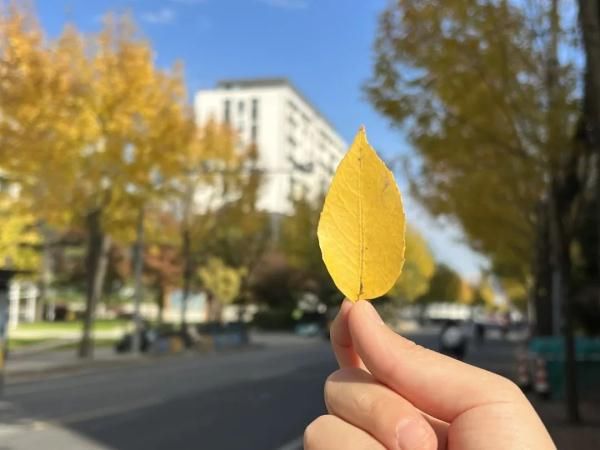 晚秋|深秋回暖，安排！沪上各区的深秋美景，你准备好打卡了吗？