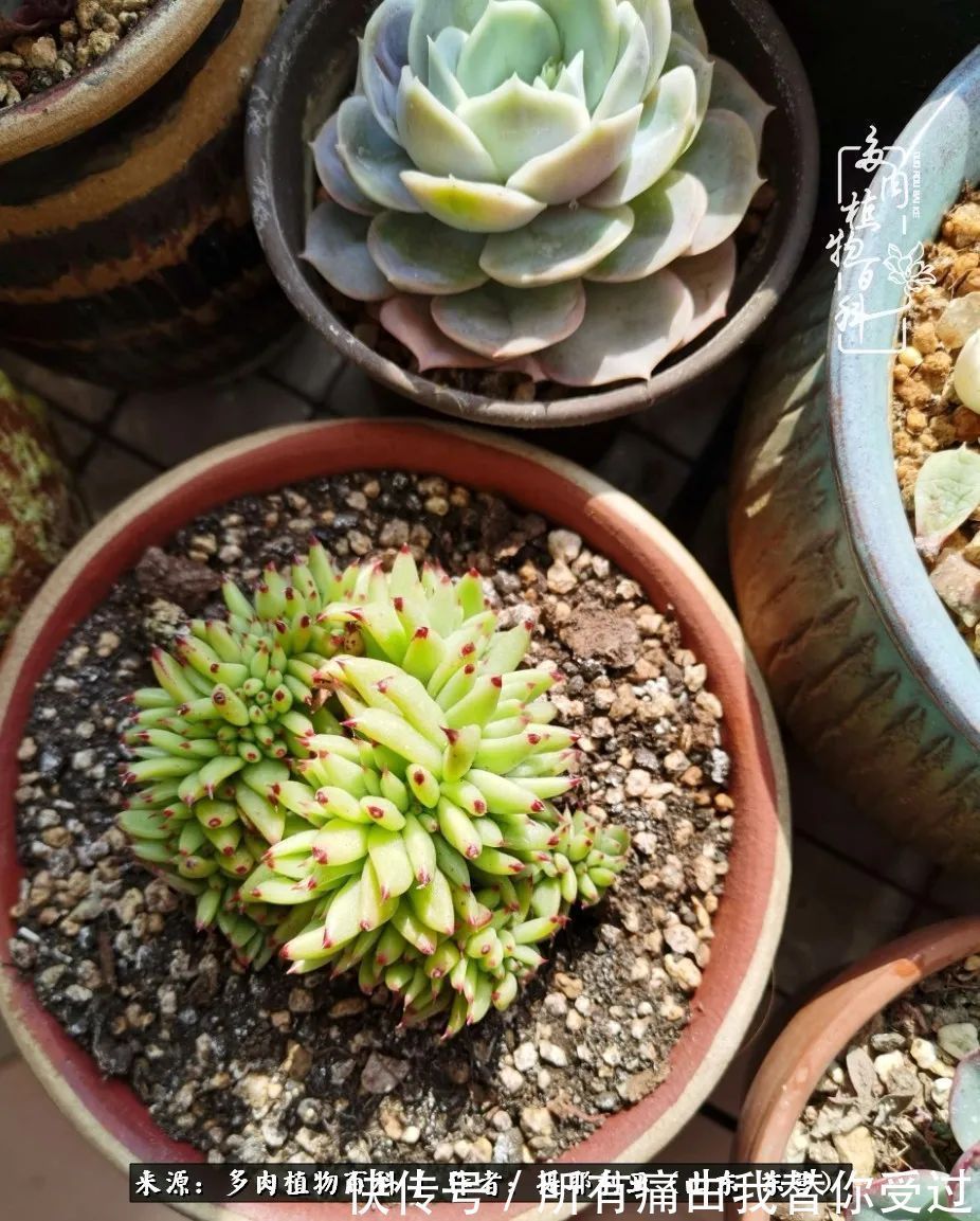 人如多肉，经阳光雨露历练后，亦会越挫越勇！