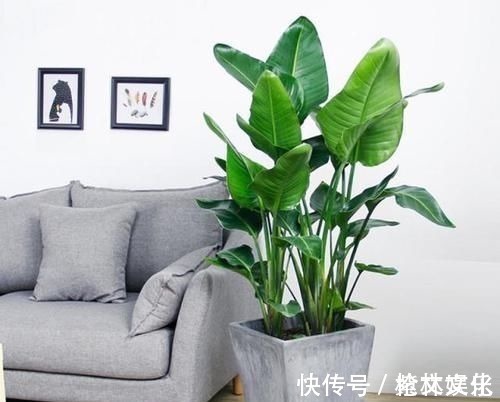 客厅再小，也要养盆它，寓意好还养眼，一盆能养许多年