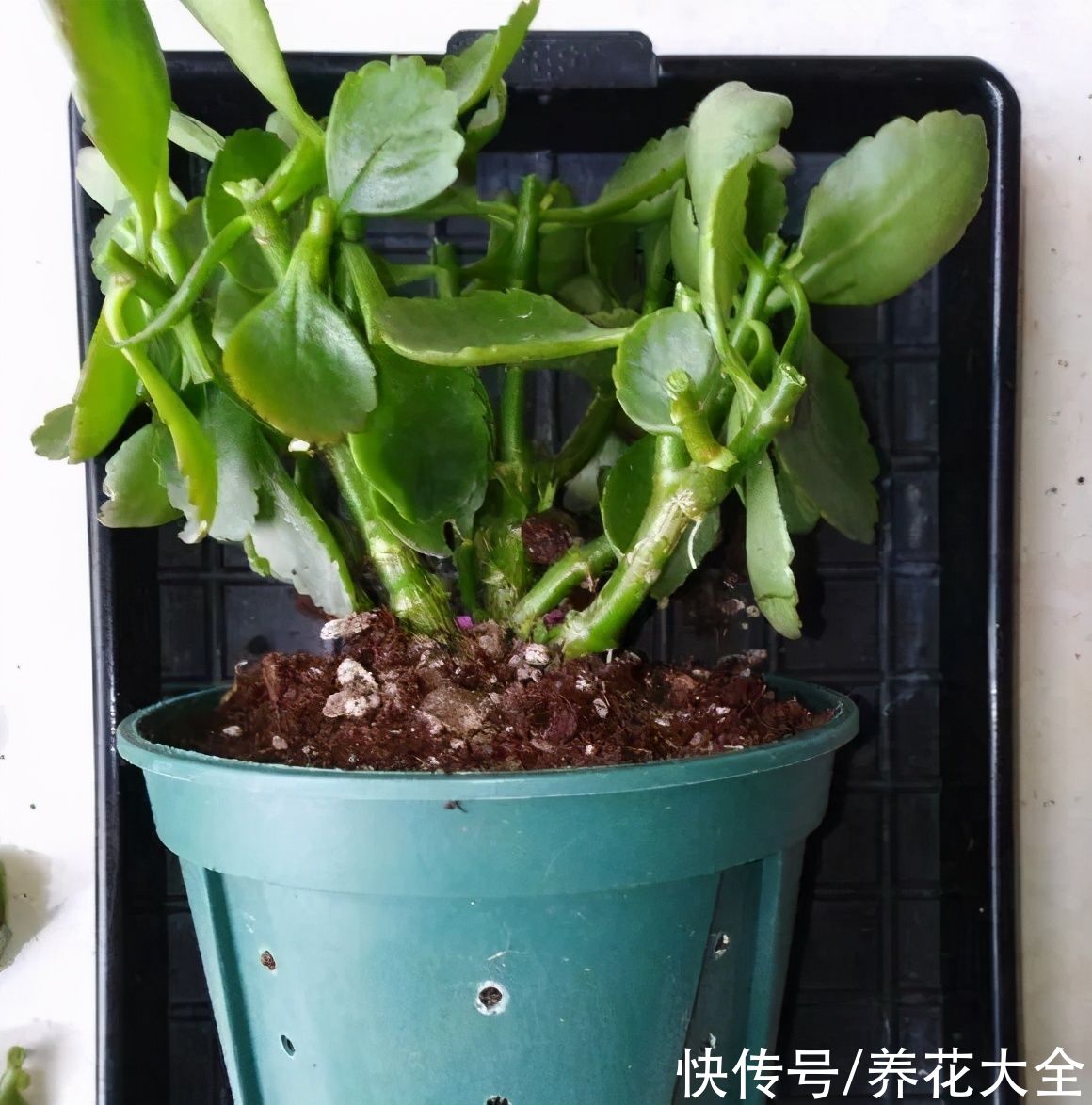 给花浇水掺点白醋，植物根比萝卜还粗，健壮不黄叶