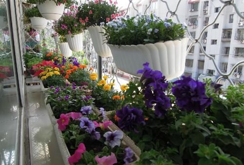 “懒人”养花，没有时间、精力照顾，盆栽花草就选这“4样”