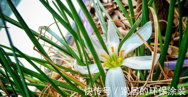 淋雨|下雨天，勤快些，把这些花搬到室外去，多淋雨，生长旺盛，开花多