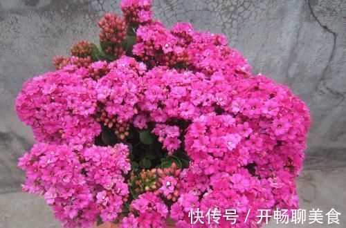 长寿花开花越来越少？2个方法催催它，蹭蹭冒出满枝花！