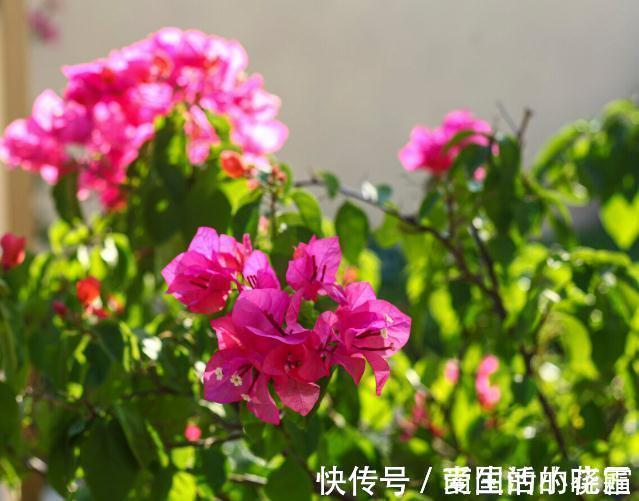 施肥|能把三角梅养爆的人,都很大方,从不“吝啬”这3样东西