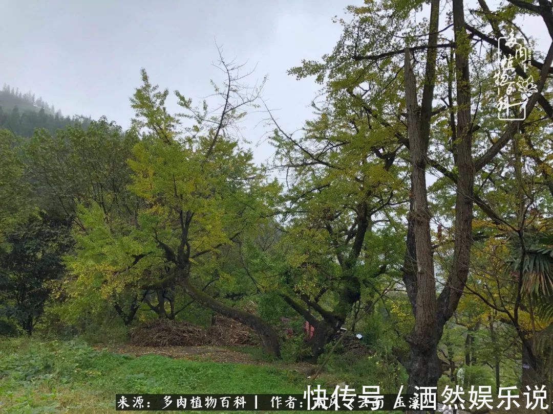 肉友|深秋里，种多肉、赏多肉、会肉友，马不停蹄快乐多！