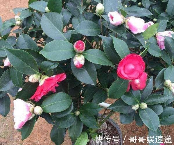 养殖茶花，盆栽里放上它们，保管枝叶繁茂长爆盆、嗖嗖窜花