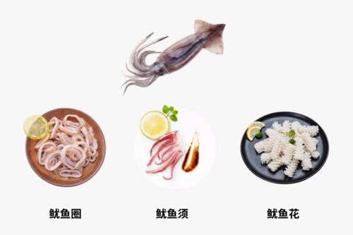 鱿鱼、章鱼、墨鱼傻傻分不清楚？看完这篇全明白了！