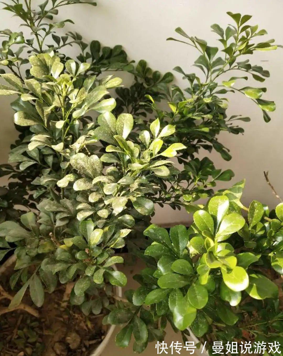 米兰这么养,疯狂冒新叶,开花香又多