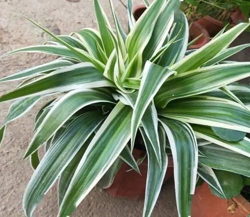 叶子|养吊兰,用上这2种小玩意,叶子宽大又绿,蹭蹭长爆盆