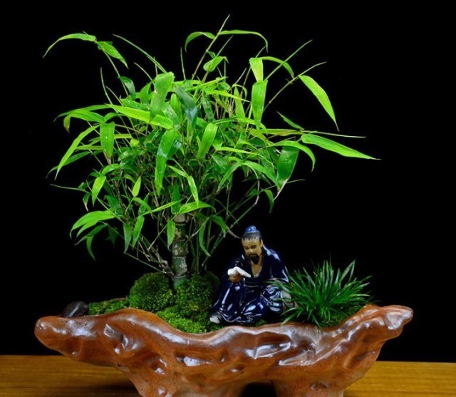 野花野草|姥爷竹林瞎转悠,发现一“丑东西”,连忙挖回家,养好就是金不换