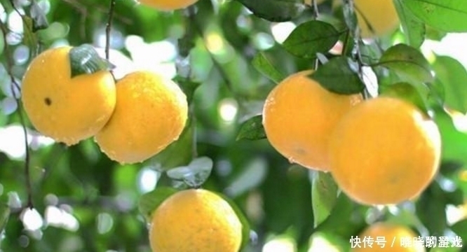 糖友们|糖尿病最怕的水果,糖友们的首选,三种最常见的水果