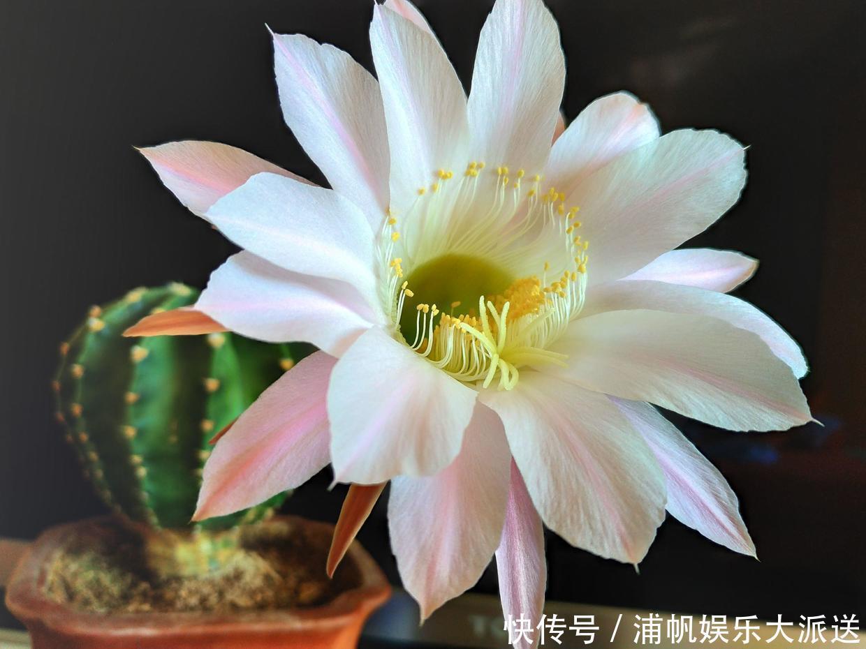 花花|她家仙人掌从春开到冬,看得都快腻了,只因为做了这件事!