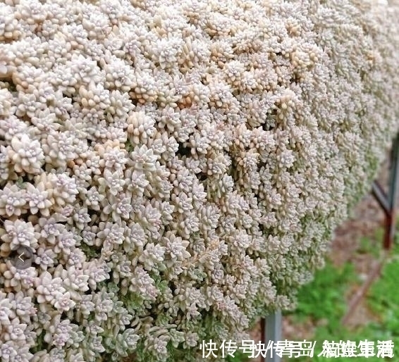 白檀|10款能吊起来养的多肉，一个比一个美，还不占地方