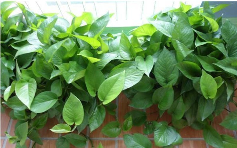 绿萝老黄叶,改掉你的坏习惯,绿萝精神抖擞,叶片油绿长得快