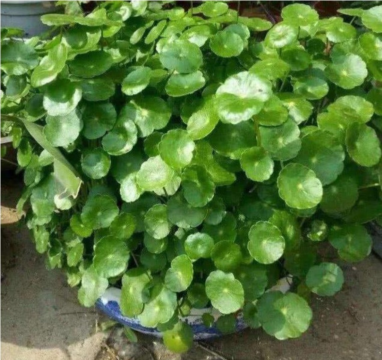 叶子|铜钱草生长“缓慢”，叶子太小用“1种水”猛浇，呼呼爆长！