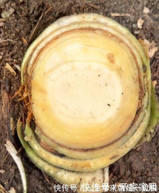 李大姐养君子兰，开春切一刀，养60天，冒出9个芽，要爆盆了