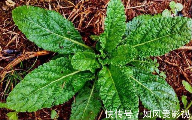 营养物质|被长相耽误的农村野菜，真正懂的人当宝贝，有很多作用，一斤卖17