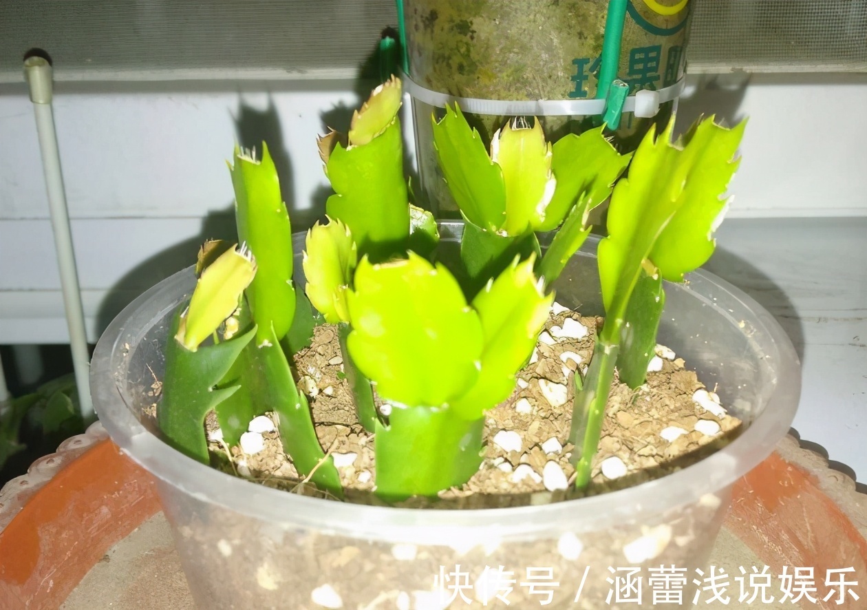 生根|为什么说河沙养花厉害?因为有3大妙用!