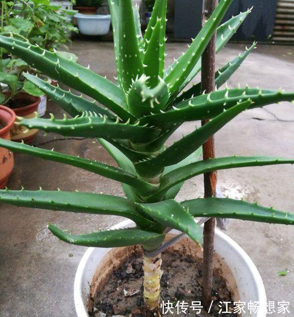 芦荟也能养成“老树桩”，枝干比人高，做菜美容用一年
