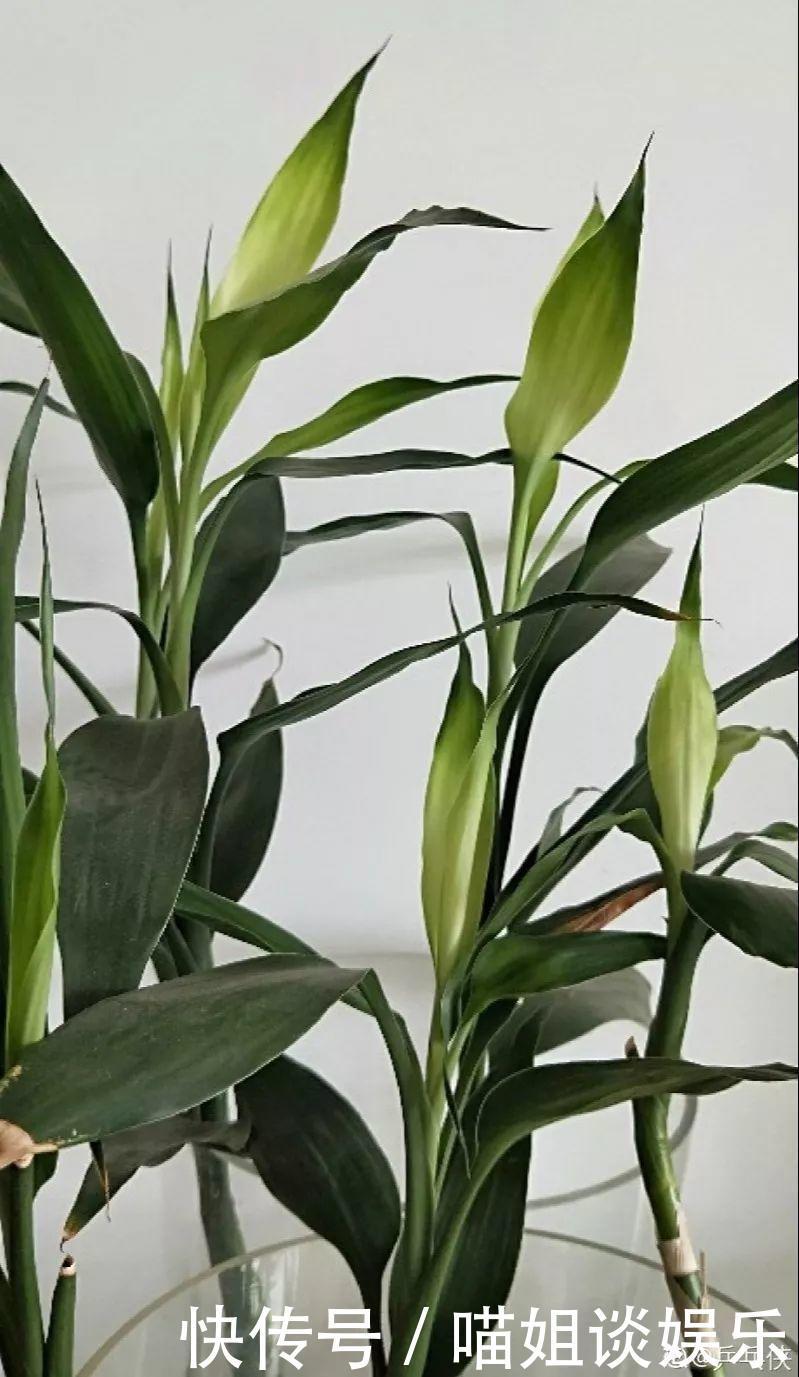 它是天然“生根剂”,给花浇一点,根系壮猛发芽!